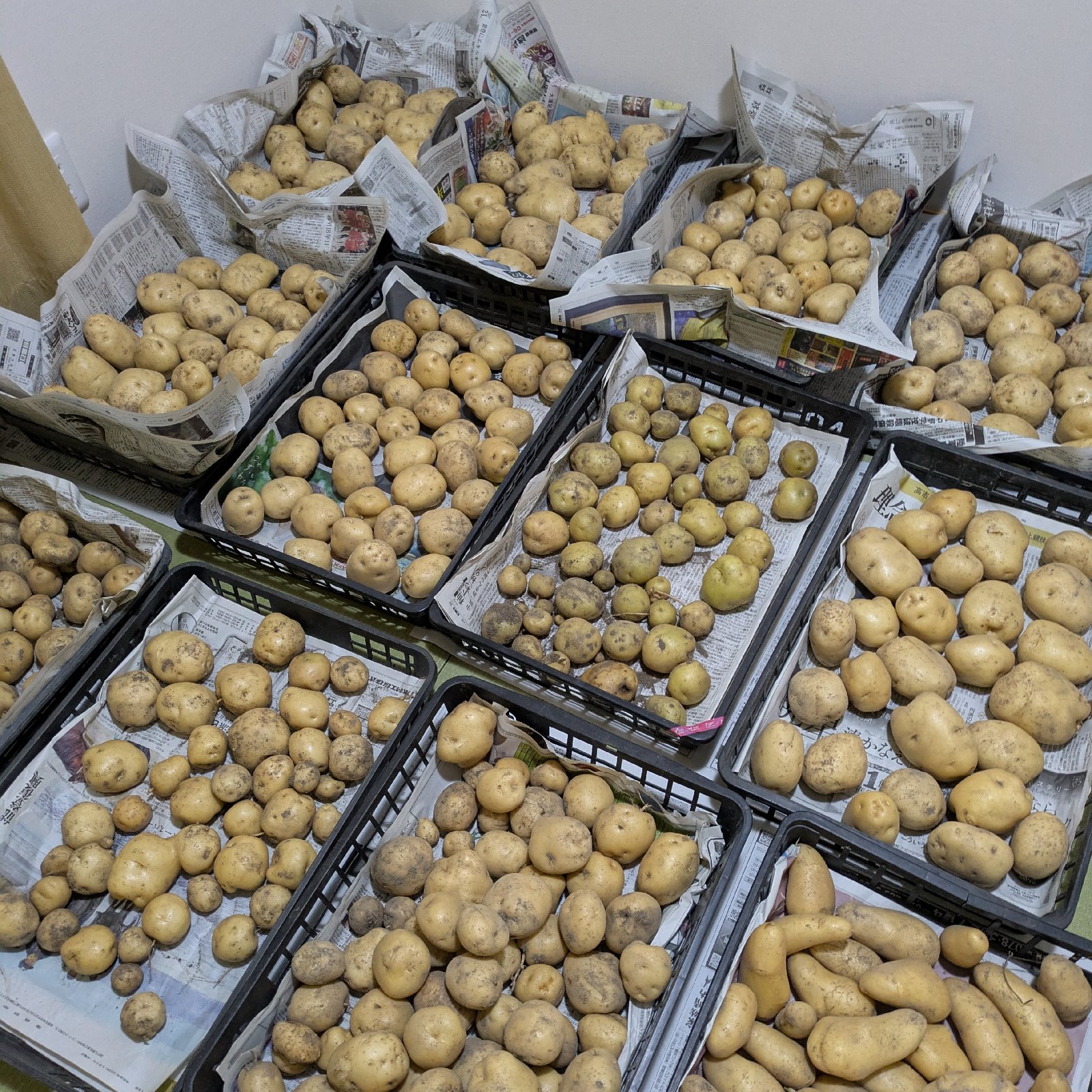 ジャガイモ【メ−クイン】約4.5kg 無農薬 有機肥料のみ EM菌栽培 