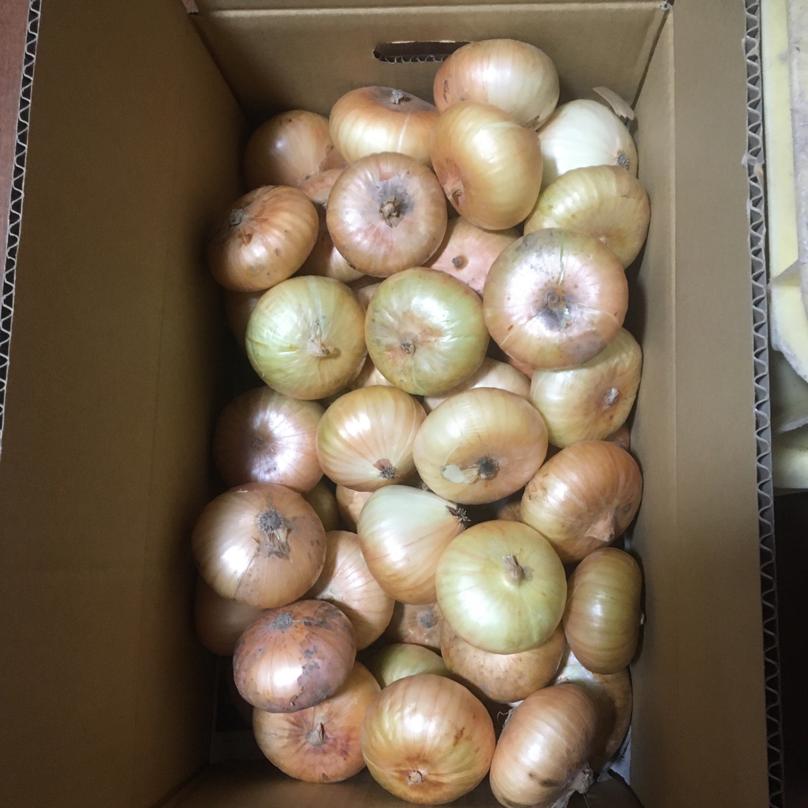 農薬・化学肥料不使用] 淡路島玉ねぎ 貝塚早生(固定種)5キロ ｜ 野菜