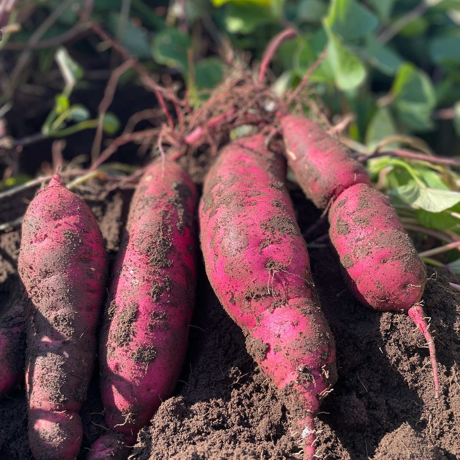 茨城県産紅はるかさつまいも 3kg入 Sサイズ 5ヶ月熟成 | 野菜