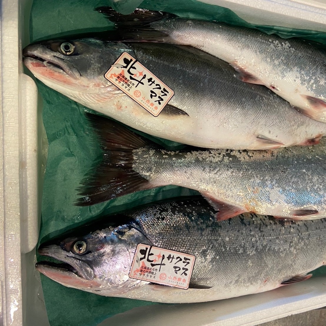 北海道北斗産】 天然 サクラマス 1本 （2kg～2.4kgサイズ
