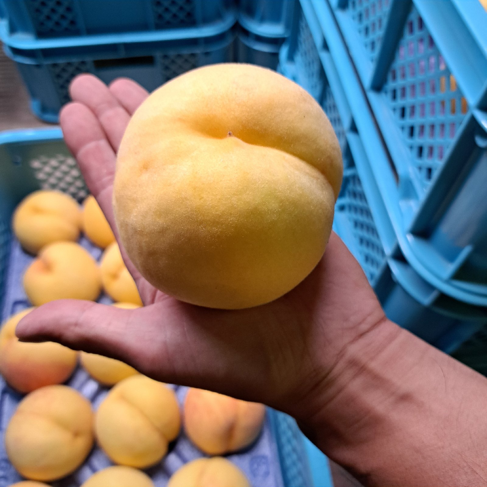 山形県産 黄桃 黄貴妃 5kg | 果物/もも 産直アウル 農家から直接野菜