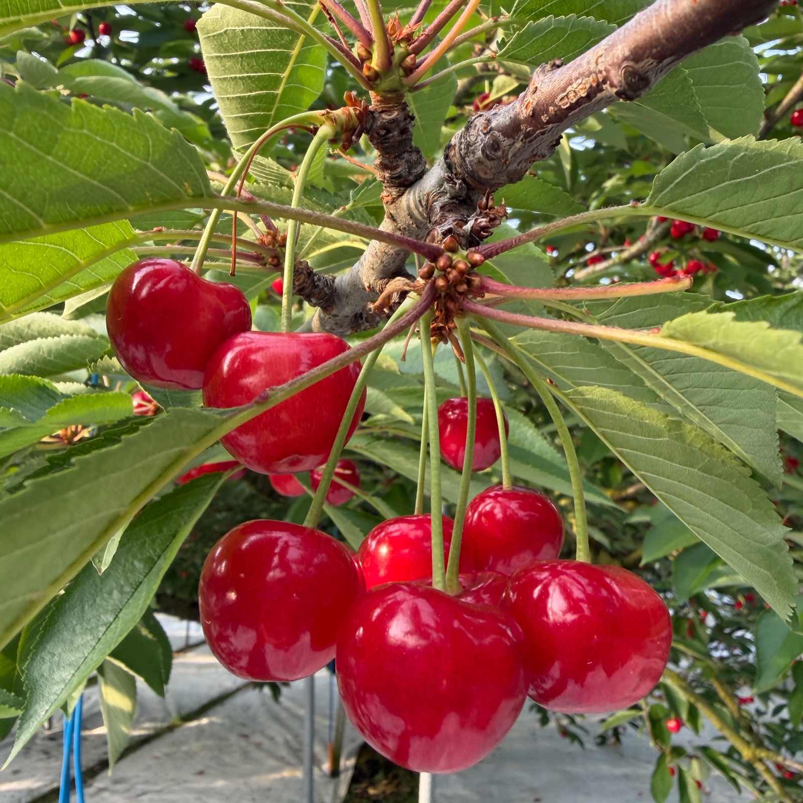 紅秀峰 秀 2L 1キロ ｜ 果物/さくらんぼ 産直アウル 農家・漁師など
