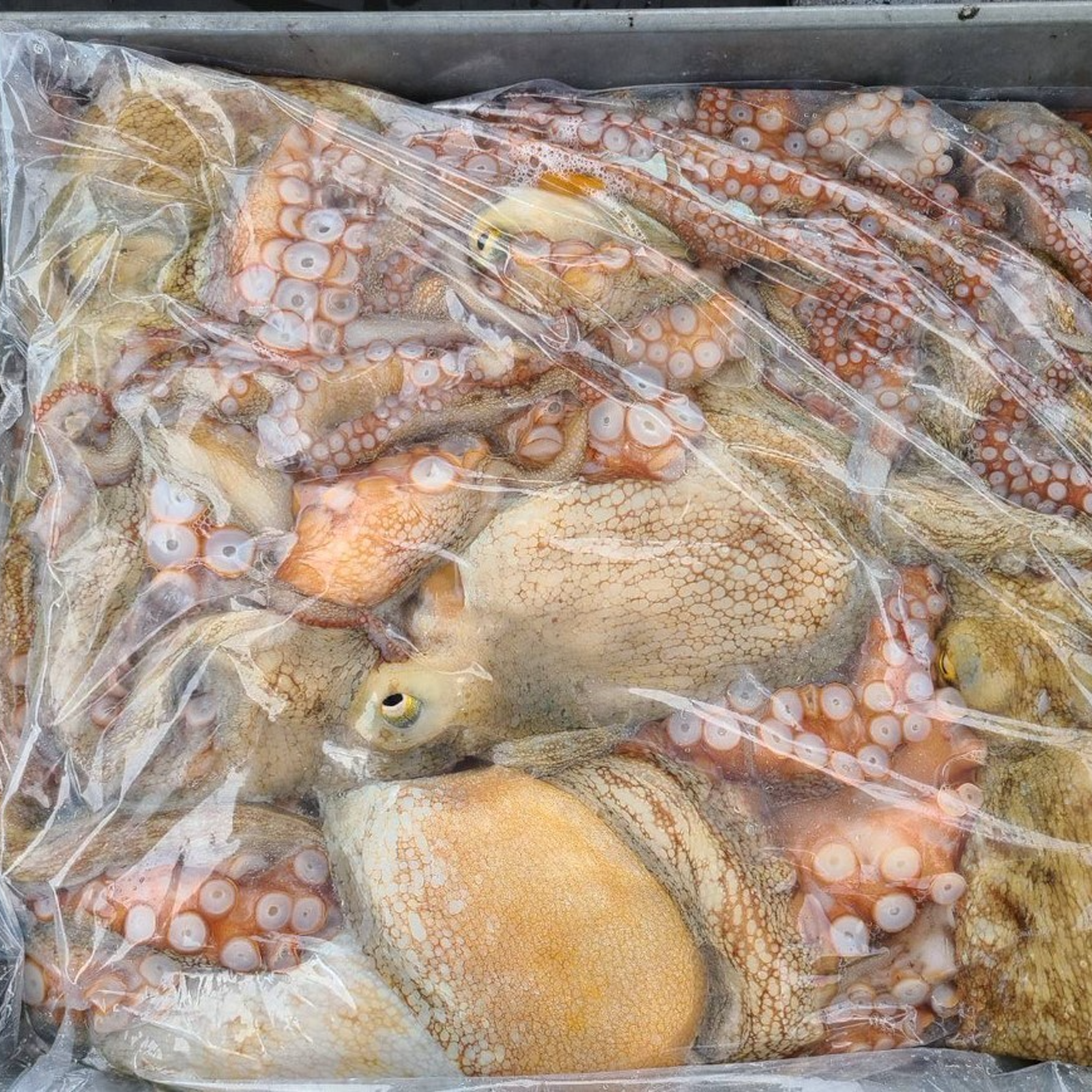瀬戸内海でとれたマダコ2kg 専用