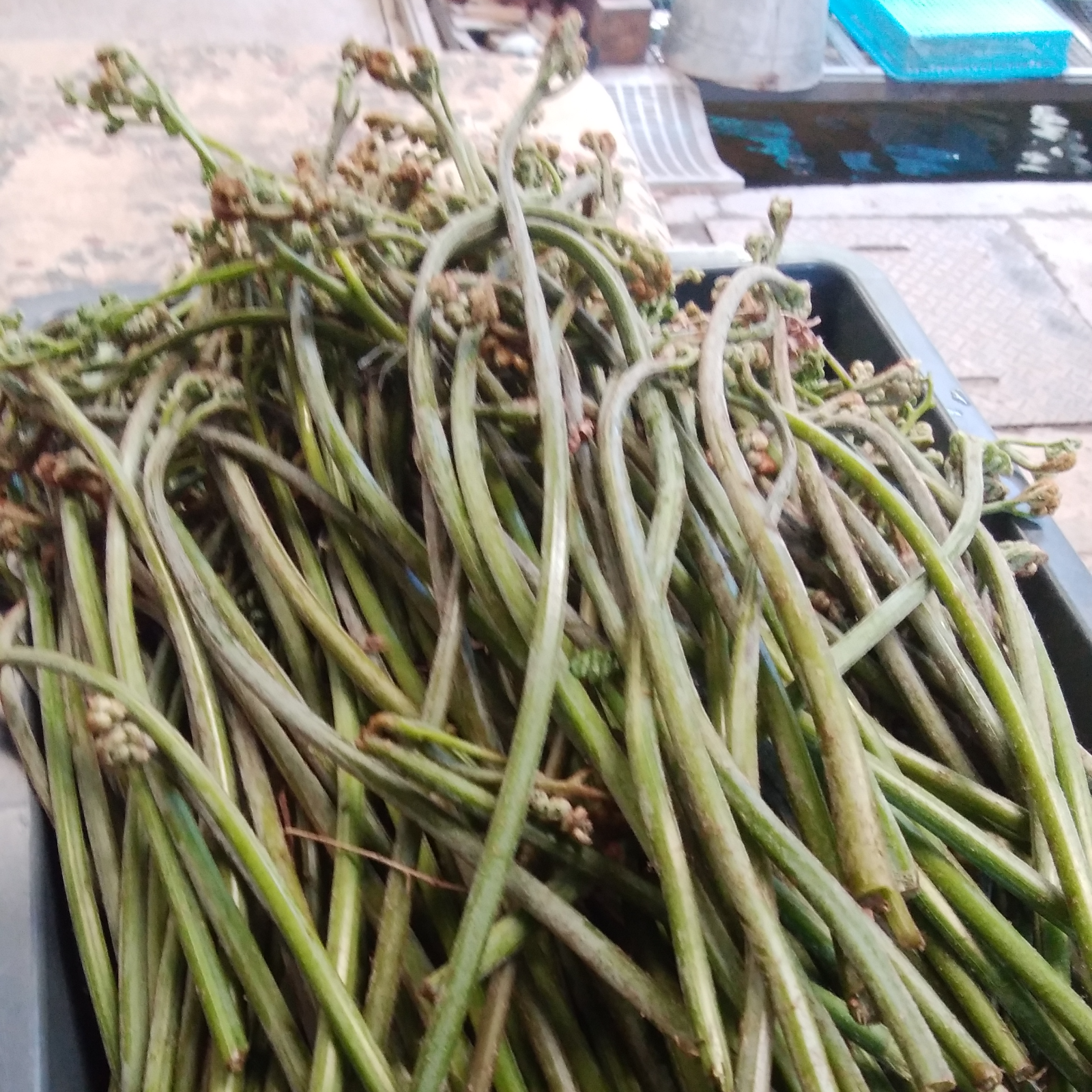 南信州産ワラビ ｜ 野菜/山菜 産直アウル 農家・漁師など生産者から