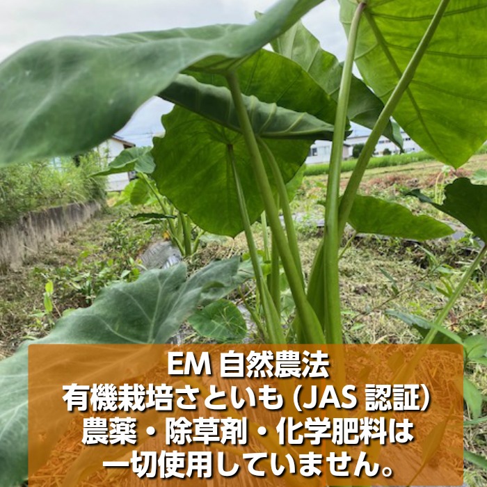 無農薬 里芋「サトイモ」さといも 訳アリ 種芋用 超小粒 10kg ｜ 野菜