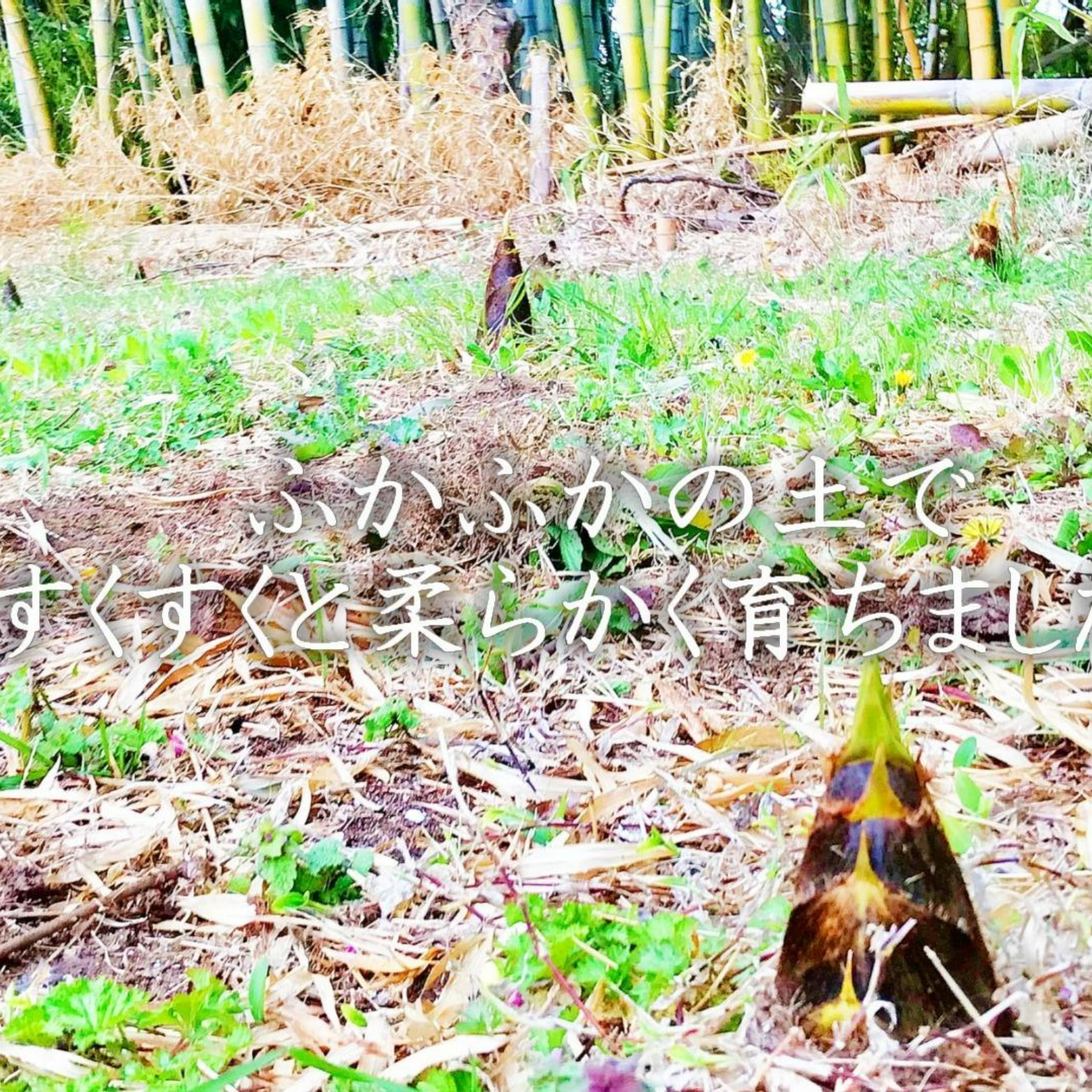 筍水煮瓶詰め400g×2本 無農薬の柔らかタケノコ 朝掘りの新鮮な