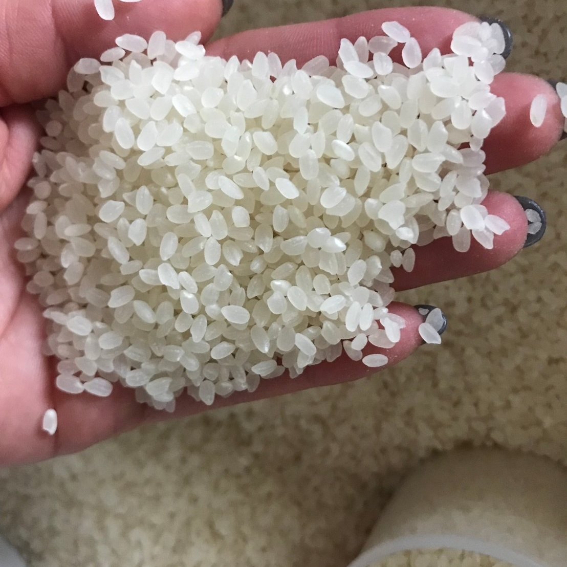 コシヒカリ 令和6年度 新米 精米済27キロ ｜ 米・穀物/米/精米 産直