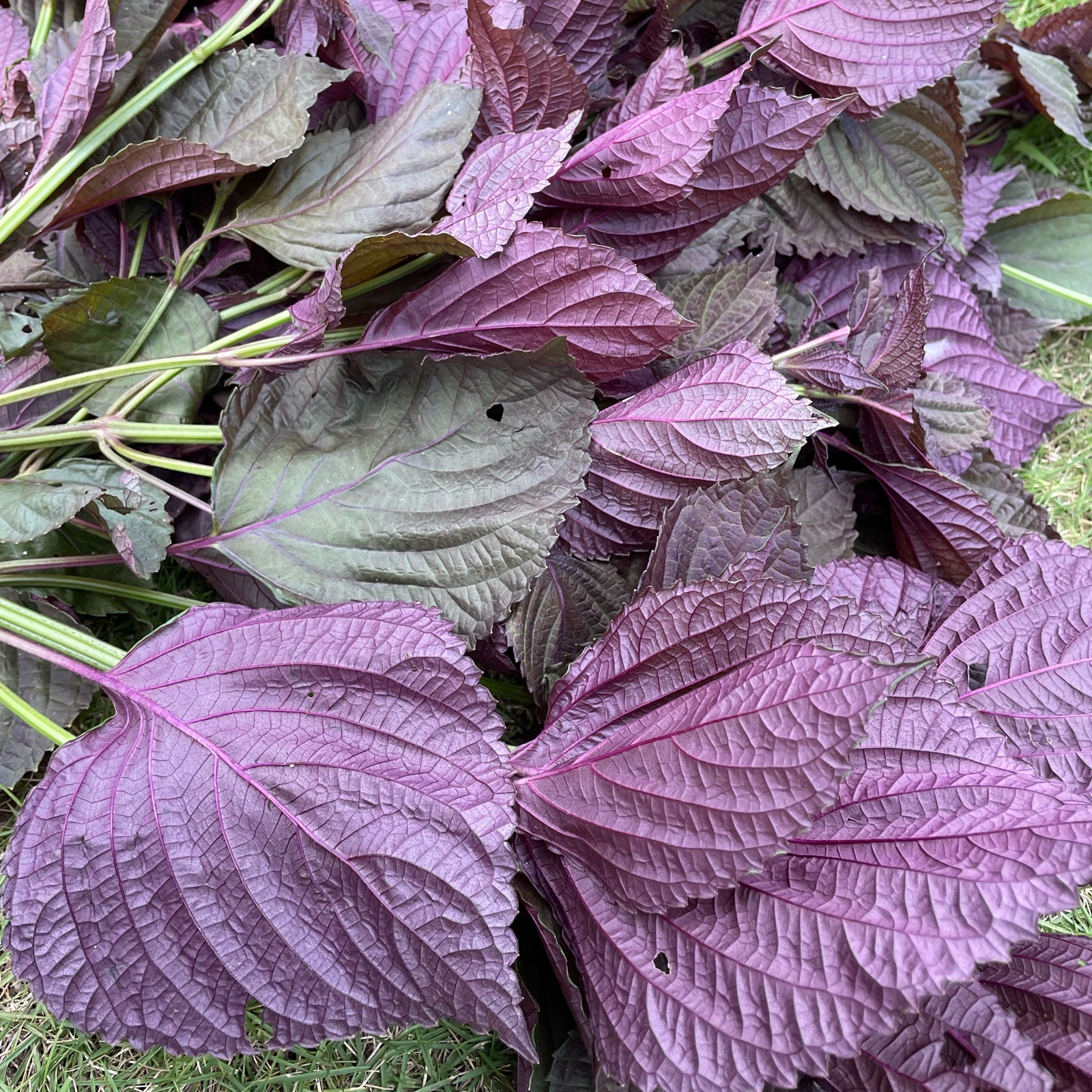 赤紫蘇【葉のみ】120g+10g無農薬・無化学肥料 赤紫蘇 無農薬 | 野菜/その他野菜 産直アウル 農家から直接野菜