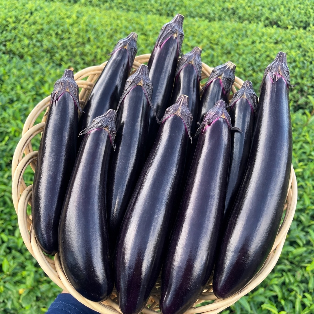 飲食店様向け】訳ありふわとろ長なす3kg ｜ 野菜/茄子 産直アウル 農家