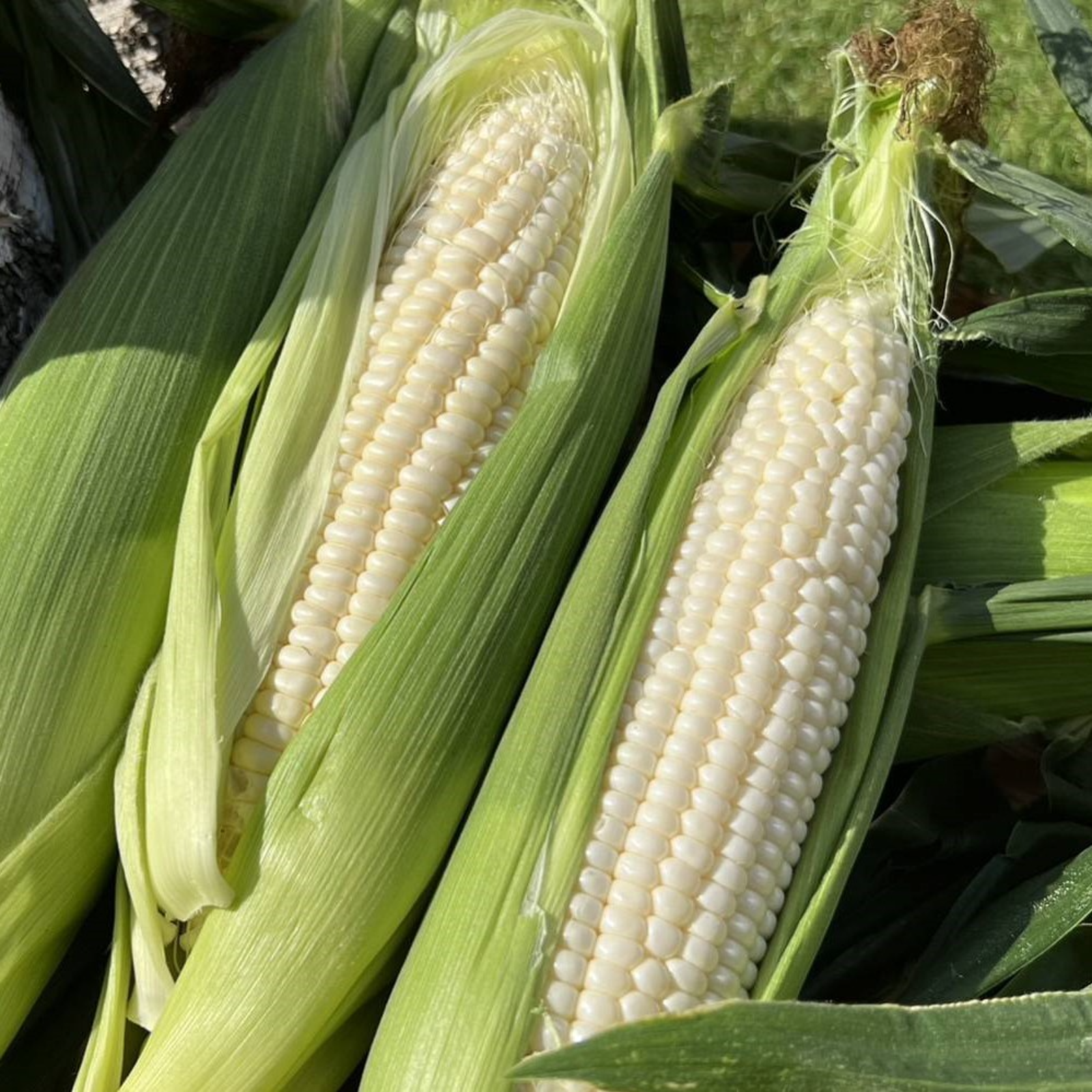 樋沢ブランド・限定500本】とうもろこし（ホイップコーン）10本セット