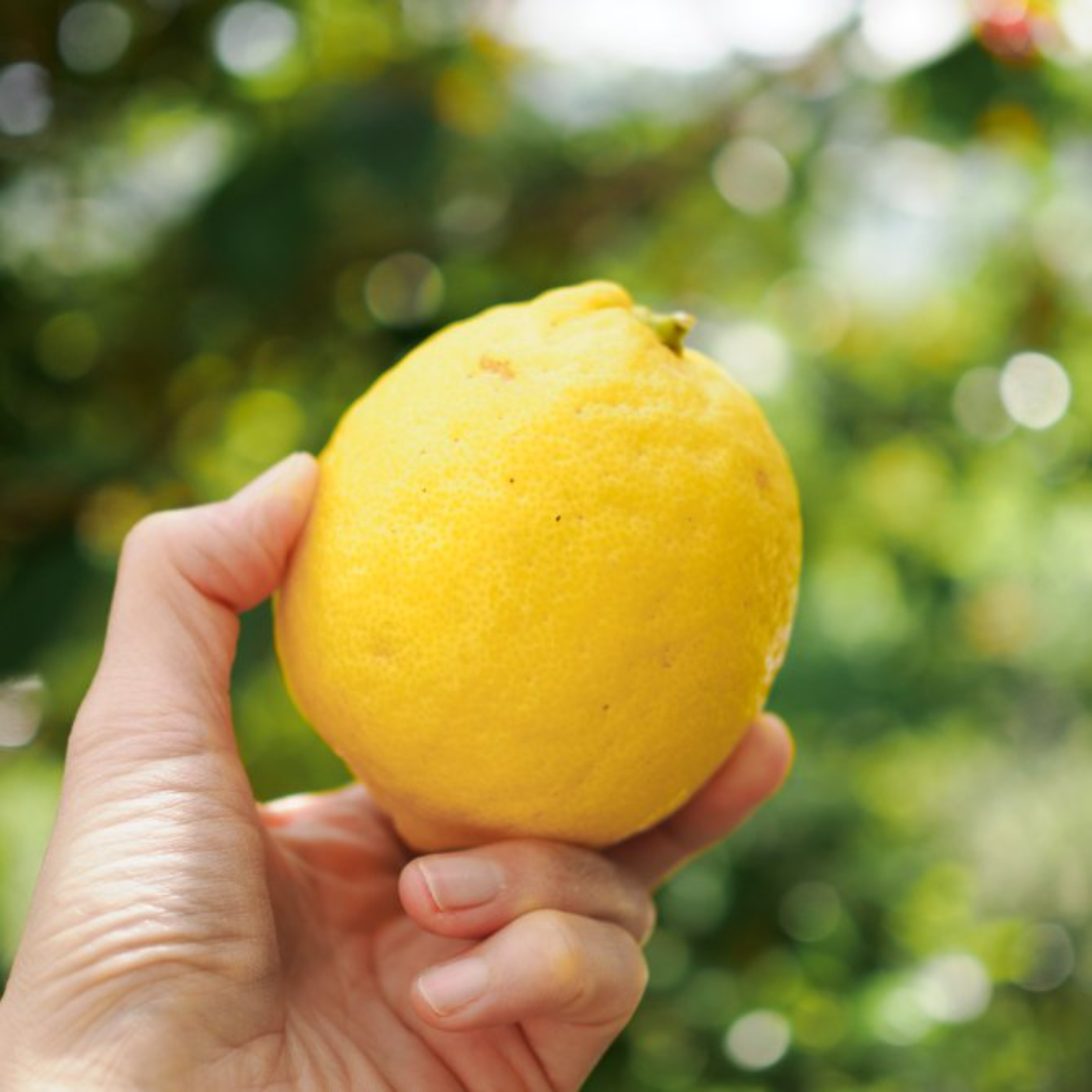 小豆島産 完熟レモン 農薬化学肥料不使用2kg ｜ 果物/香酸柑橘(ライム