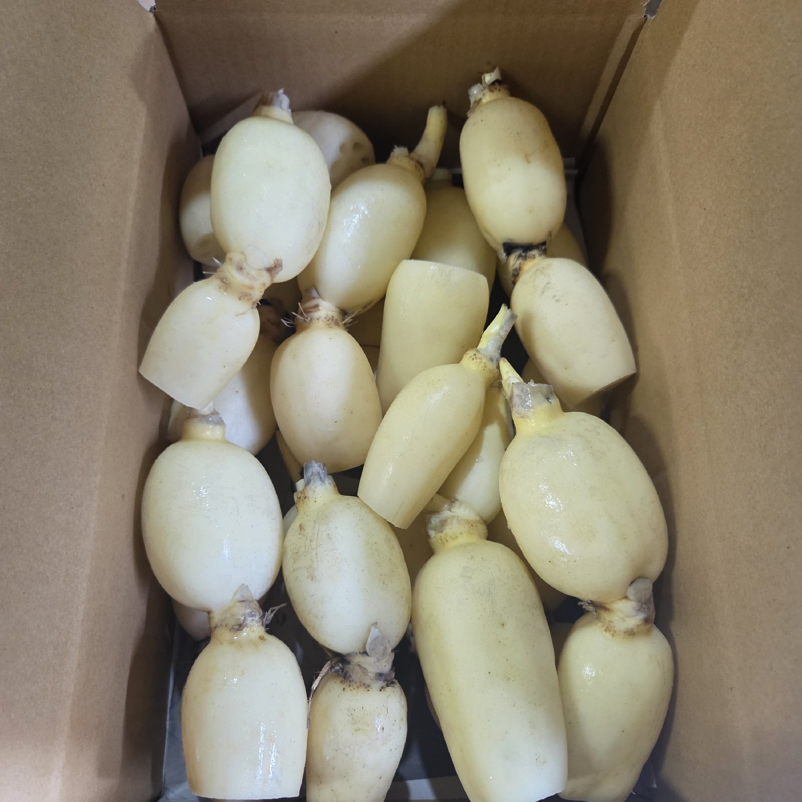 訳ありレンコン2キロ！ ｜ 野菜/蓮根 産直アウル 農家・漁師など生産者
