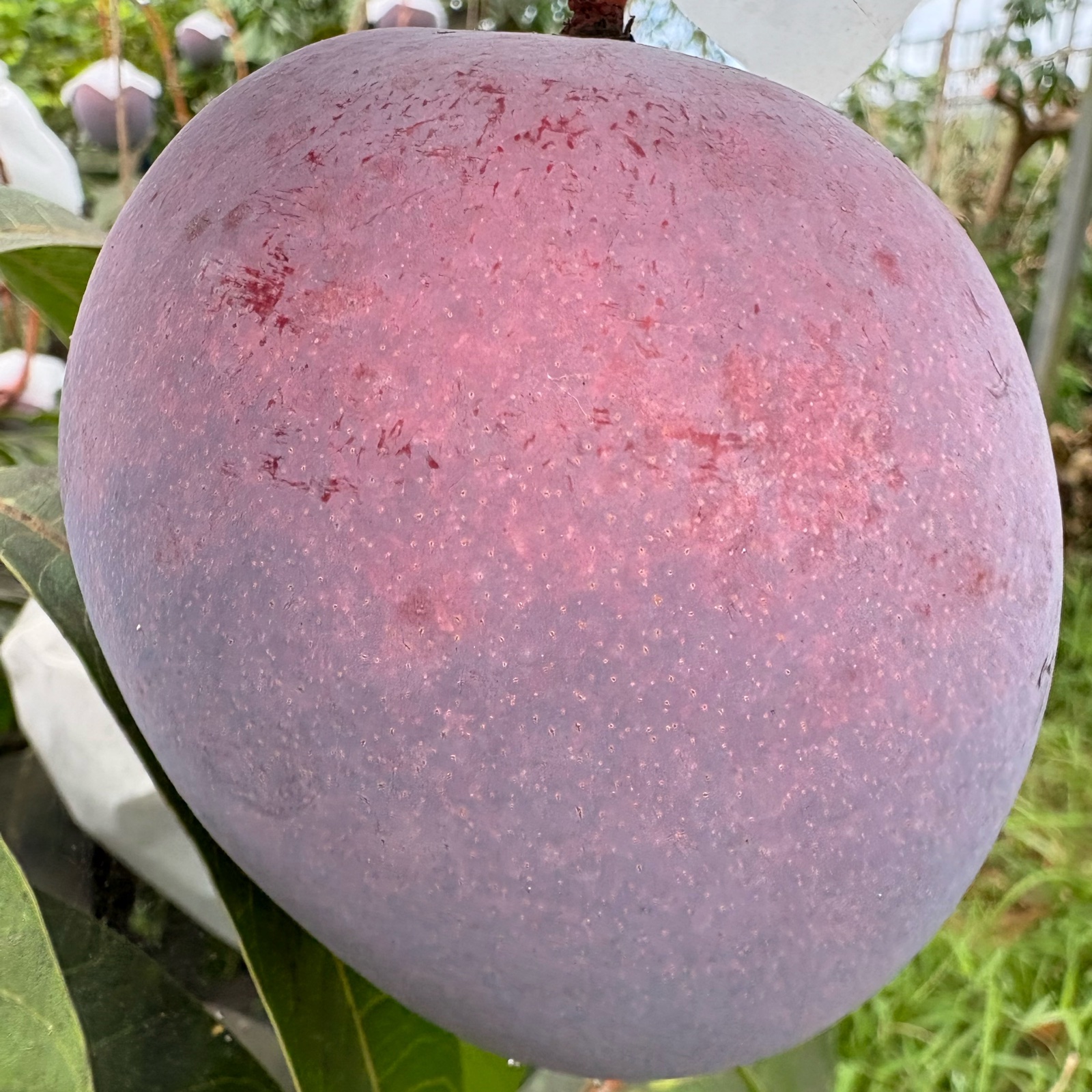 沖縄県産 レッドキーツマンゴー1.5kg ｜ 果物/マンゴー 産直アウル