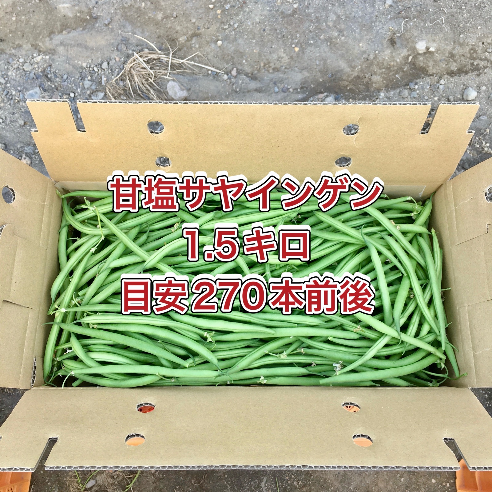 食品 【訳あり品】さやいんげん5kg(沖縄県産)