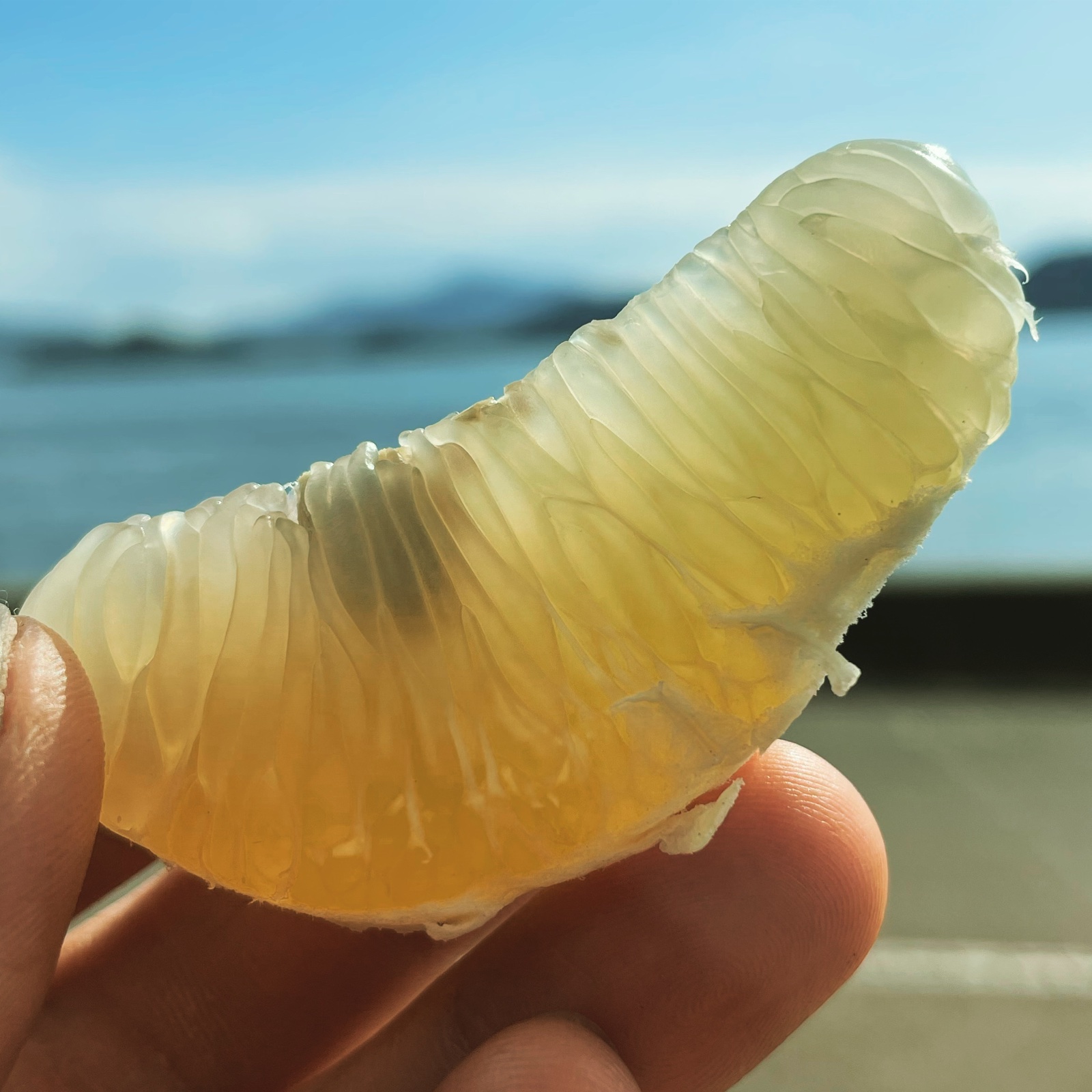 大崎上島産「ゴールデン文旦」（大橘）3キロ（8玉〜12玉前後） ｜ 果物