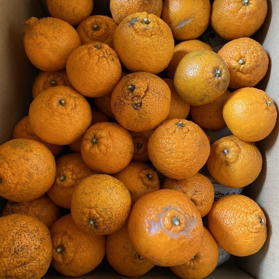 和歌山有田産　デコポン(不知火) 10kg 和歌山 有田産 不知火・しらぬい（訳ありデコポン）” 約10kg 大きさ