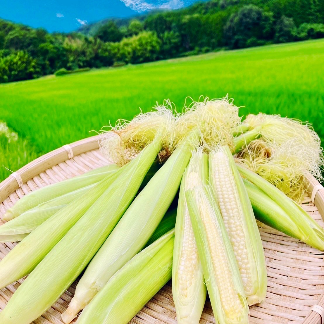 おおふくのヤングコーン 30本 〜農薬不使用有機肥料栽培〜 ｜ 野菜