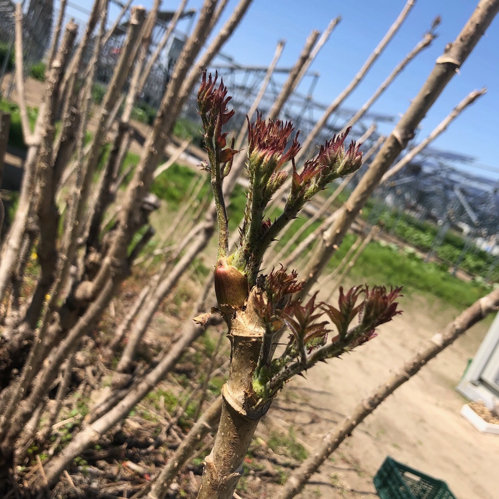 畑栽培のタラの芽 200g ｜ 野菜/山菜 産直アウル 農家・漁師など生産者