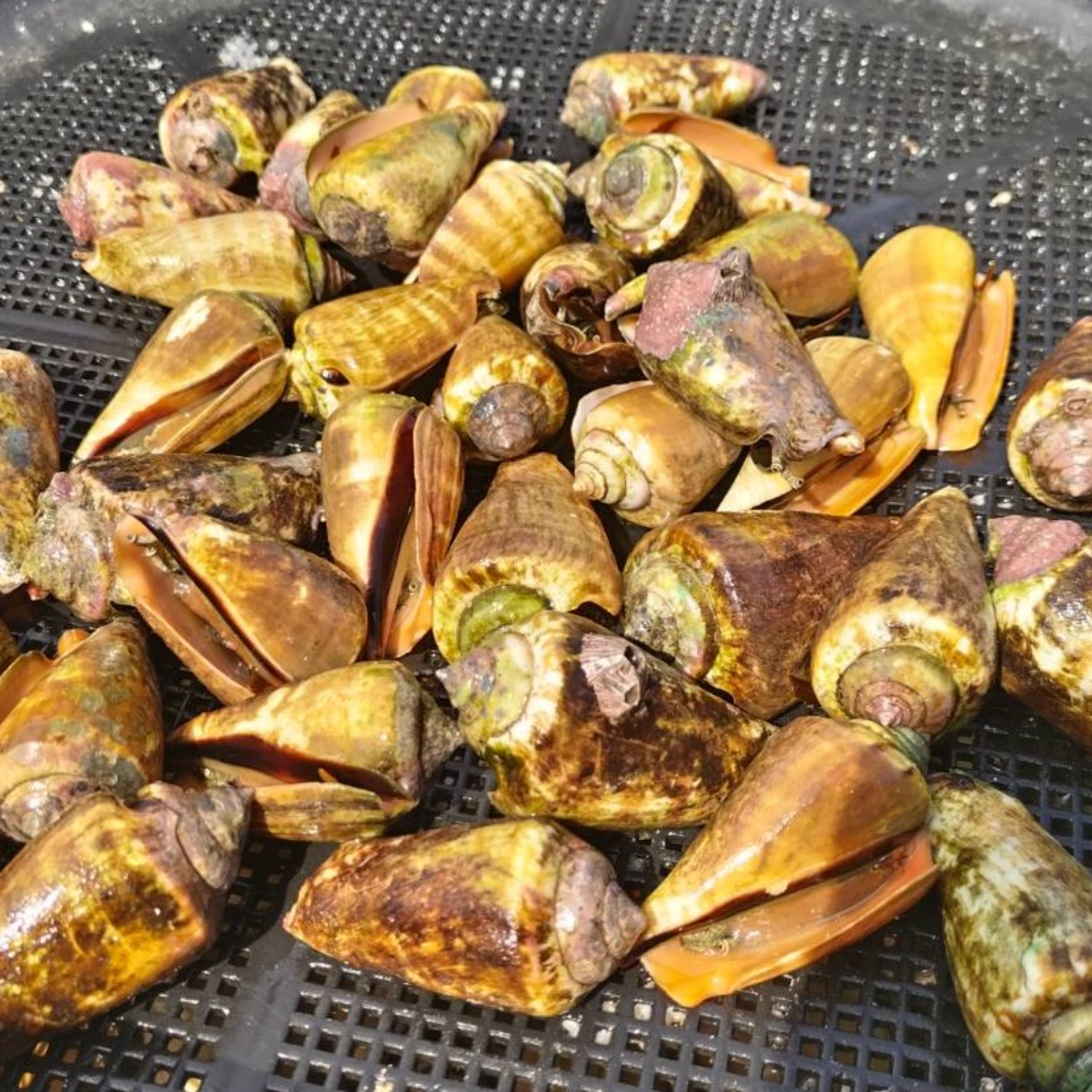 【8月10日まで！】高知県産★天然チャンバラ貝（マガキガイ） 2kg　クール便 割引 小ぶりなサイズ】高知県東洋町産 天然チャンバラ貝（マガキガイ