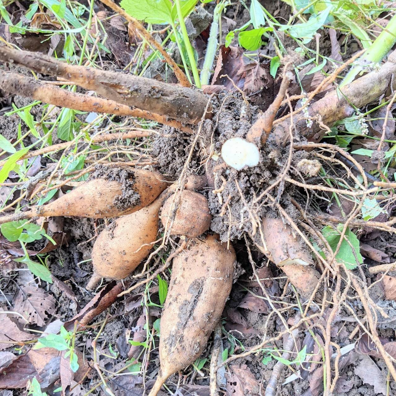 予約販売]自然栽培ヤーコン/訳あり品混合10kg | 野菜/その他野菜 産直