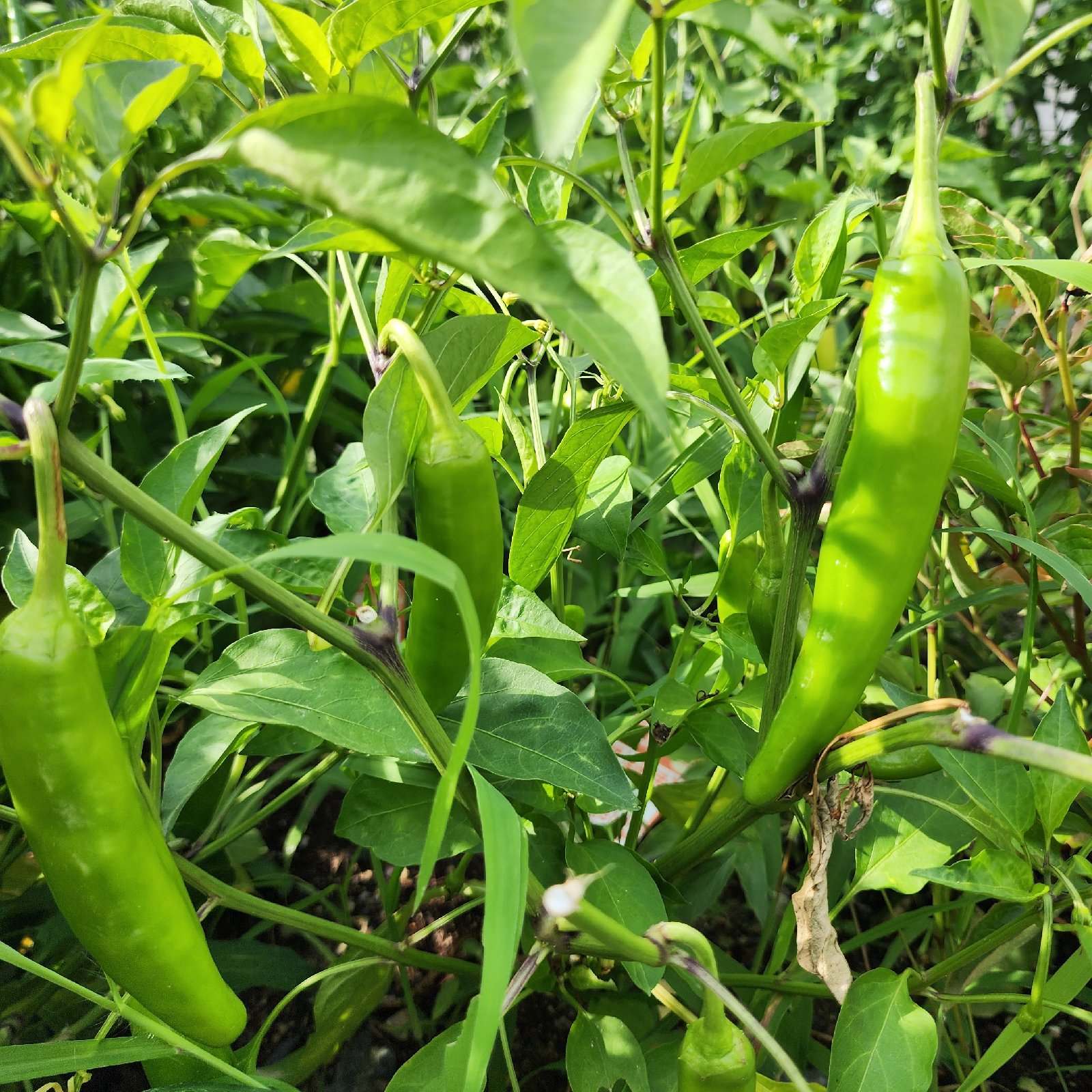 新鮮 青唐辛子 農場栽培 自然農 青唐辛子 BIG FAMILY FARM (佐賀県産) 薬味・ハーブ通販