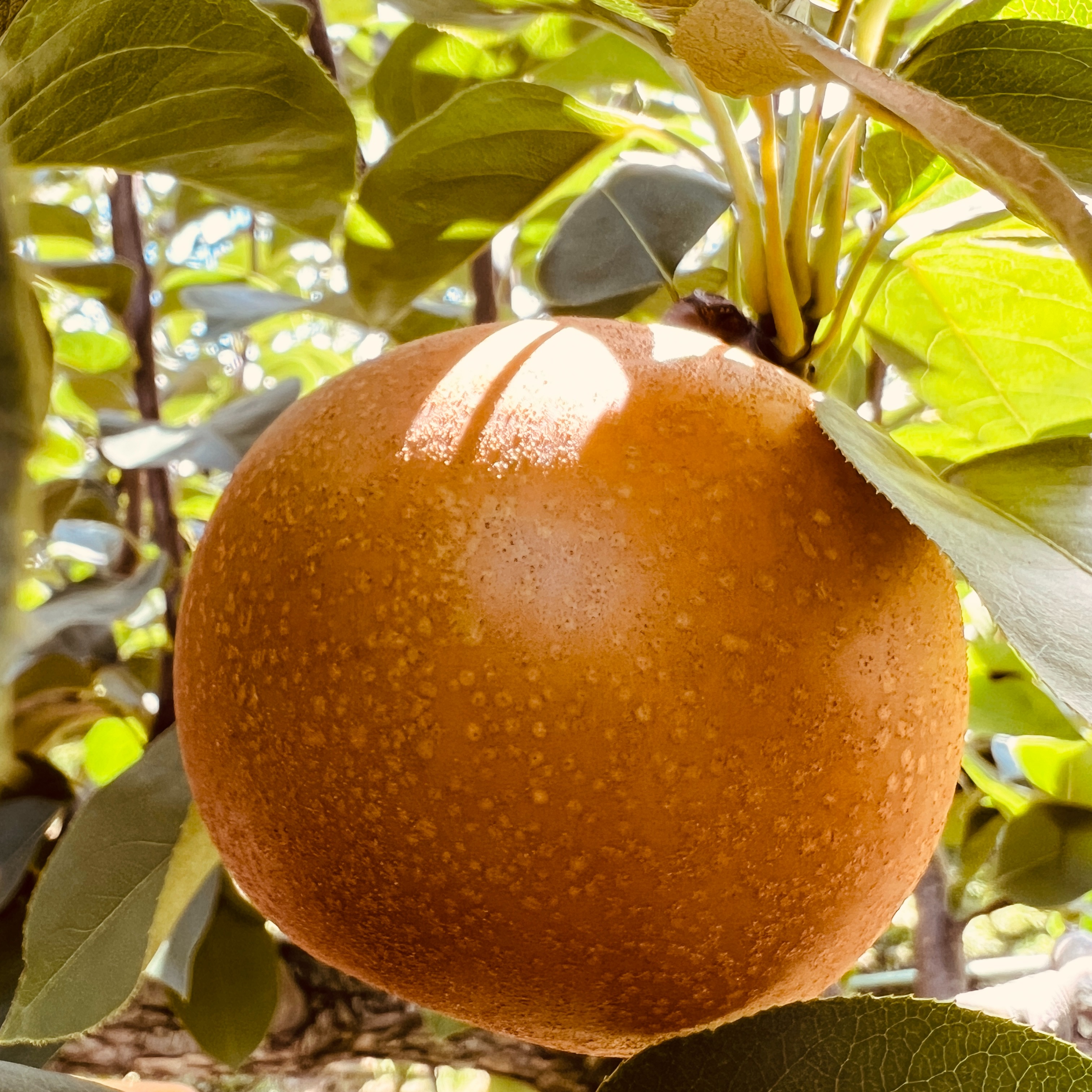 梨 あきづき3kg | 果物/梨 産直アウル 農家から直接野菜などの食材を