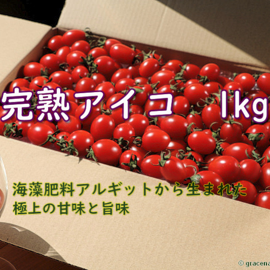 山口県産 完熟アイコ 1kg ｜ 野菜/トマト 産直アウル 農家・漁師など