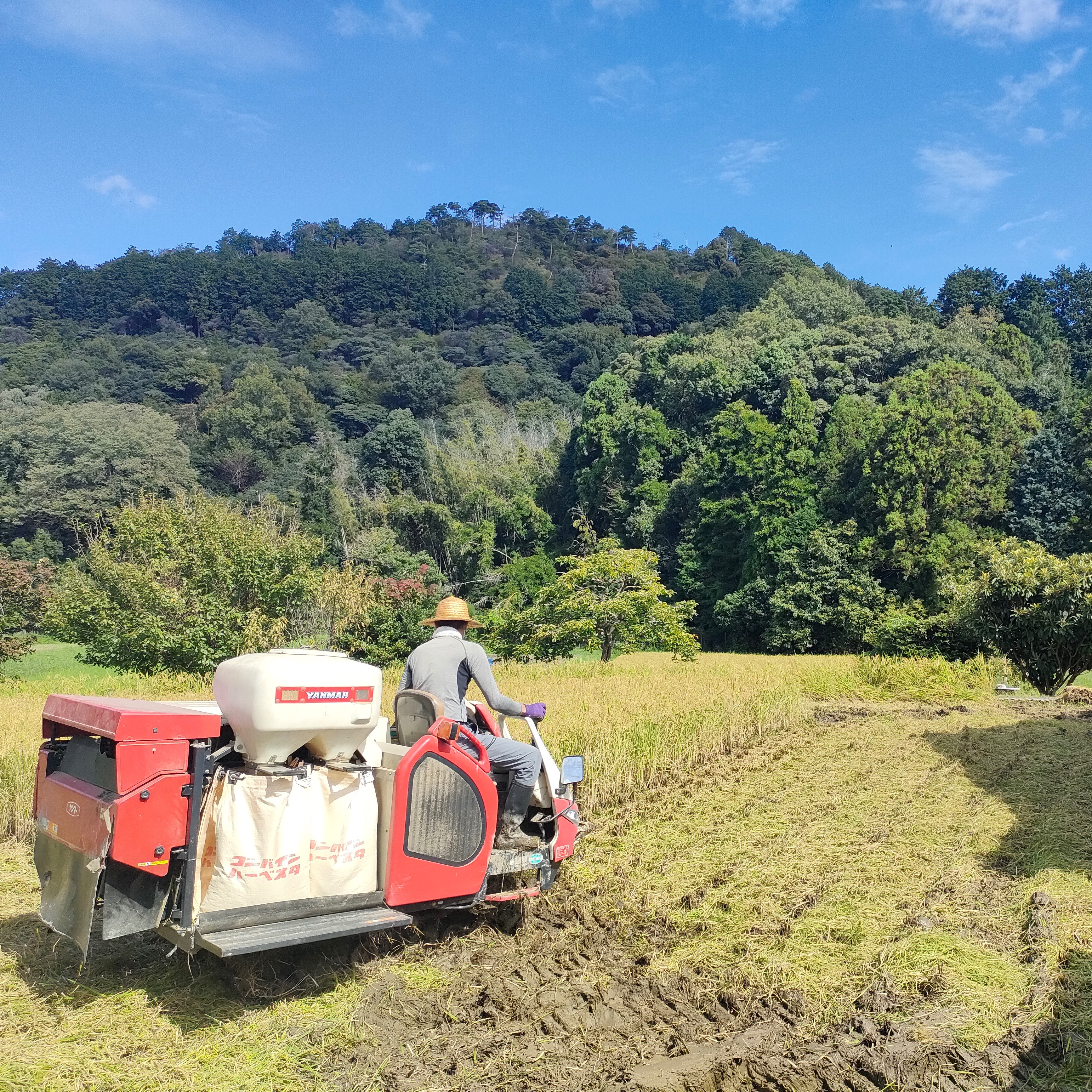 自然農法のコシヒカリ 玄米10キロ 無農薬無肥料 山水と豊かな土壌で
