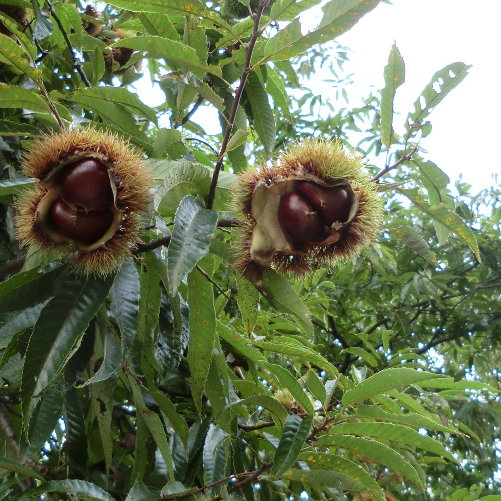 ＃ 農家直送　栗　サイズいろいろ