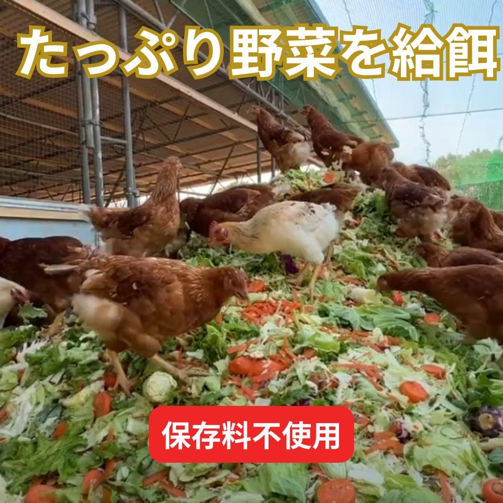 パック入り60個｜3日以内に発送可】とれたて純国産平飼い自然卵（有精