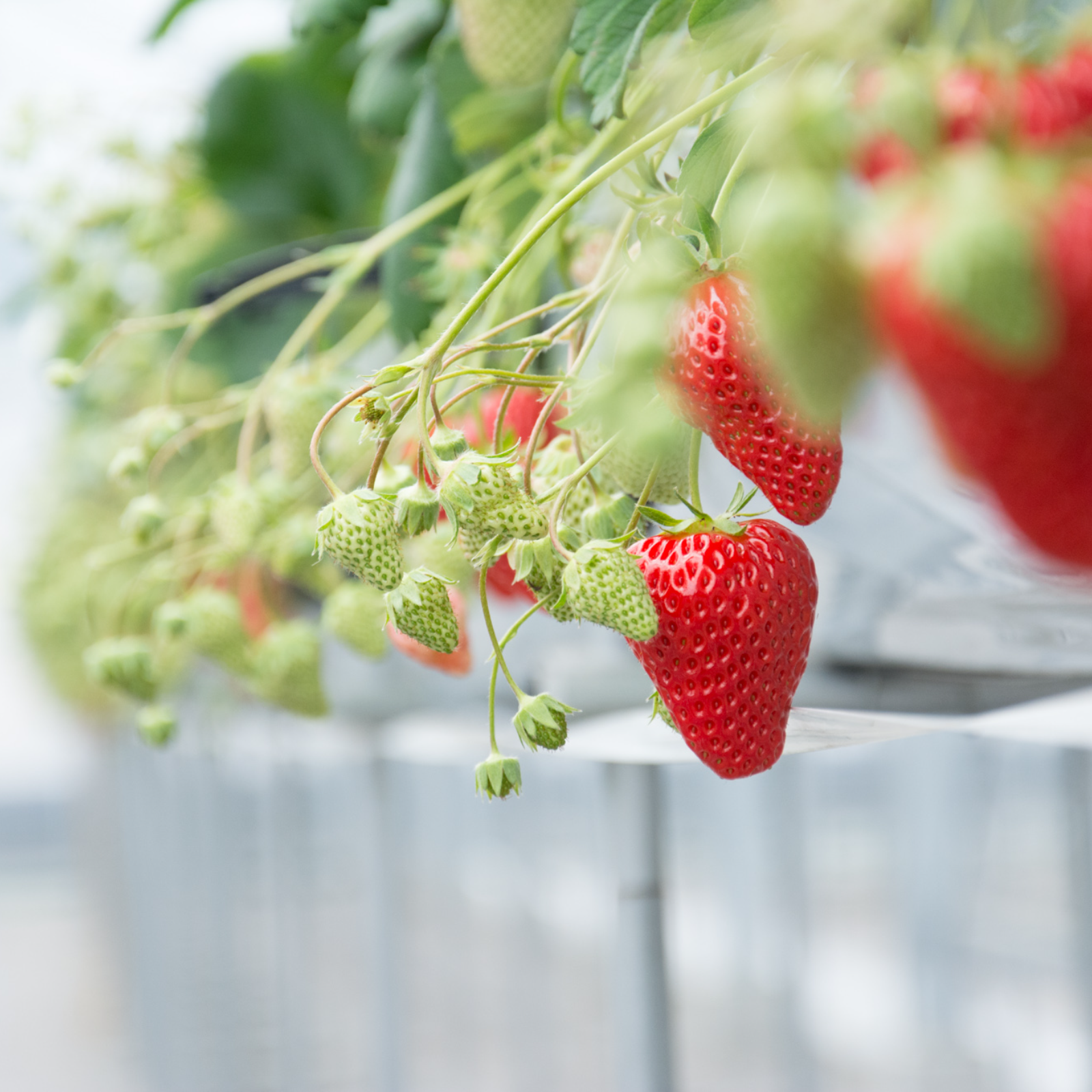 いちご苗　章姫　３寸 ５０個セット 専用出品　やぁ様用 いちご苗 章姫 3寸 50個セット 専用出品 やぁ様用 いちご苗 濃姫50