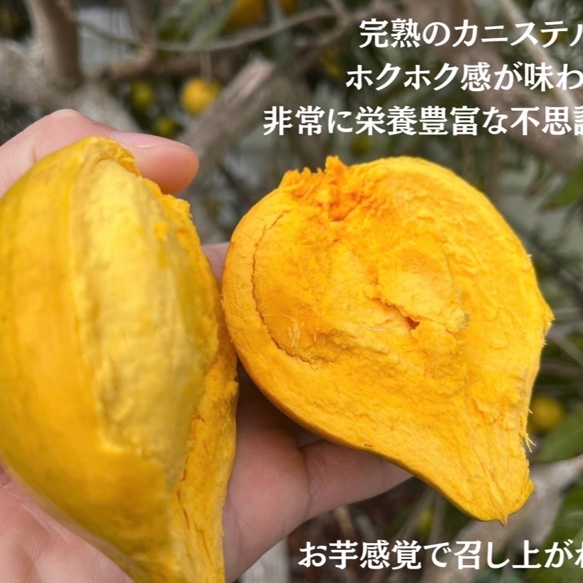 沖縄県産 パッションフルーツ500g/カニステル500g ｜ 果物/その他果物