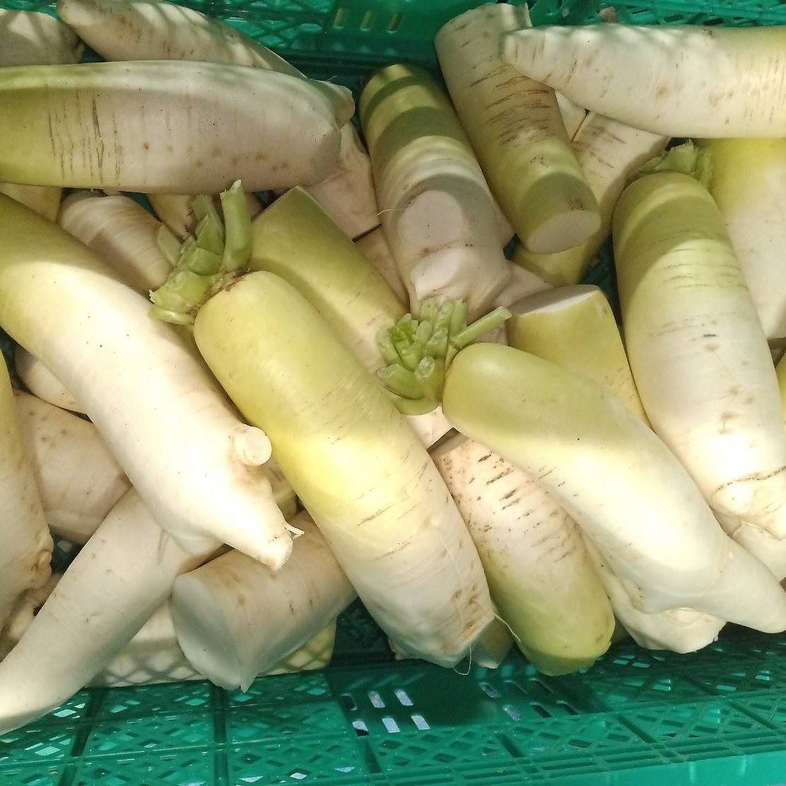 訳あり大根 20㌔入 大特価品 島根県から全国へ | 野菜/大根 産直アウル