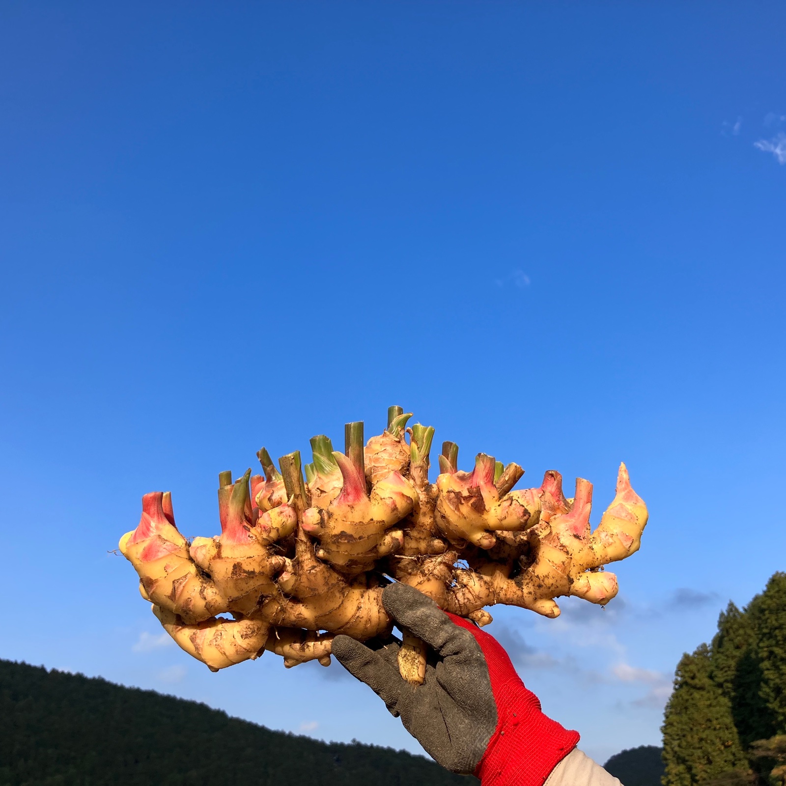 高知土佐四万十黄生姜800g【栽培時農薬・化学肥料不使用】 ｜ 野菜