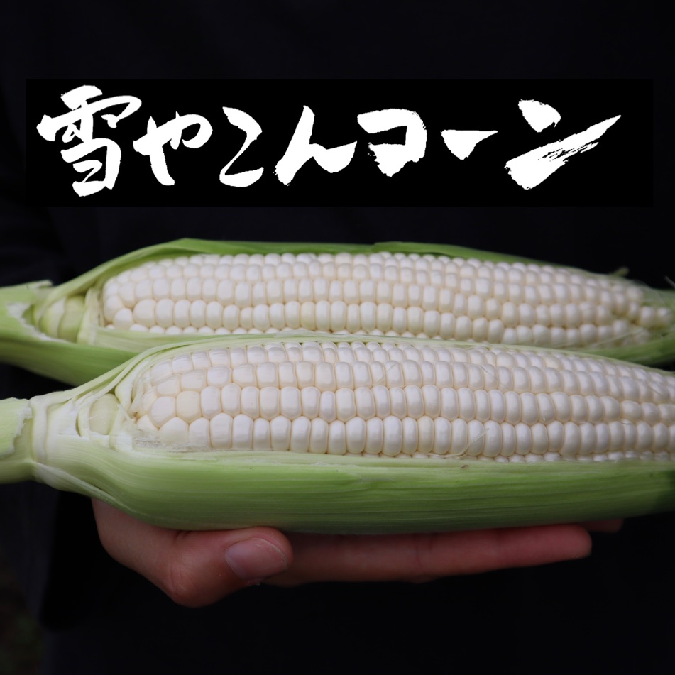 訳あり12本入】糖度20度超えの白いとうもろこし雪やこんコーン ｜ 野菜