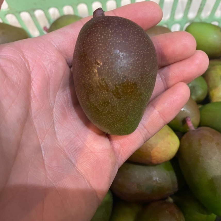 摘果マンゴー④ 沖縄県産摘果マンゴー 40g-80gをランダム ｜ 野菜/その他野菜 産直