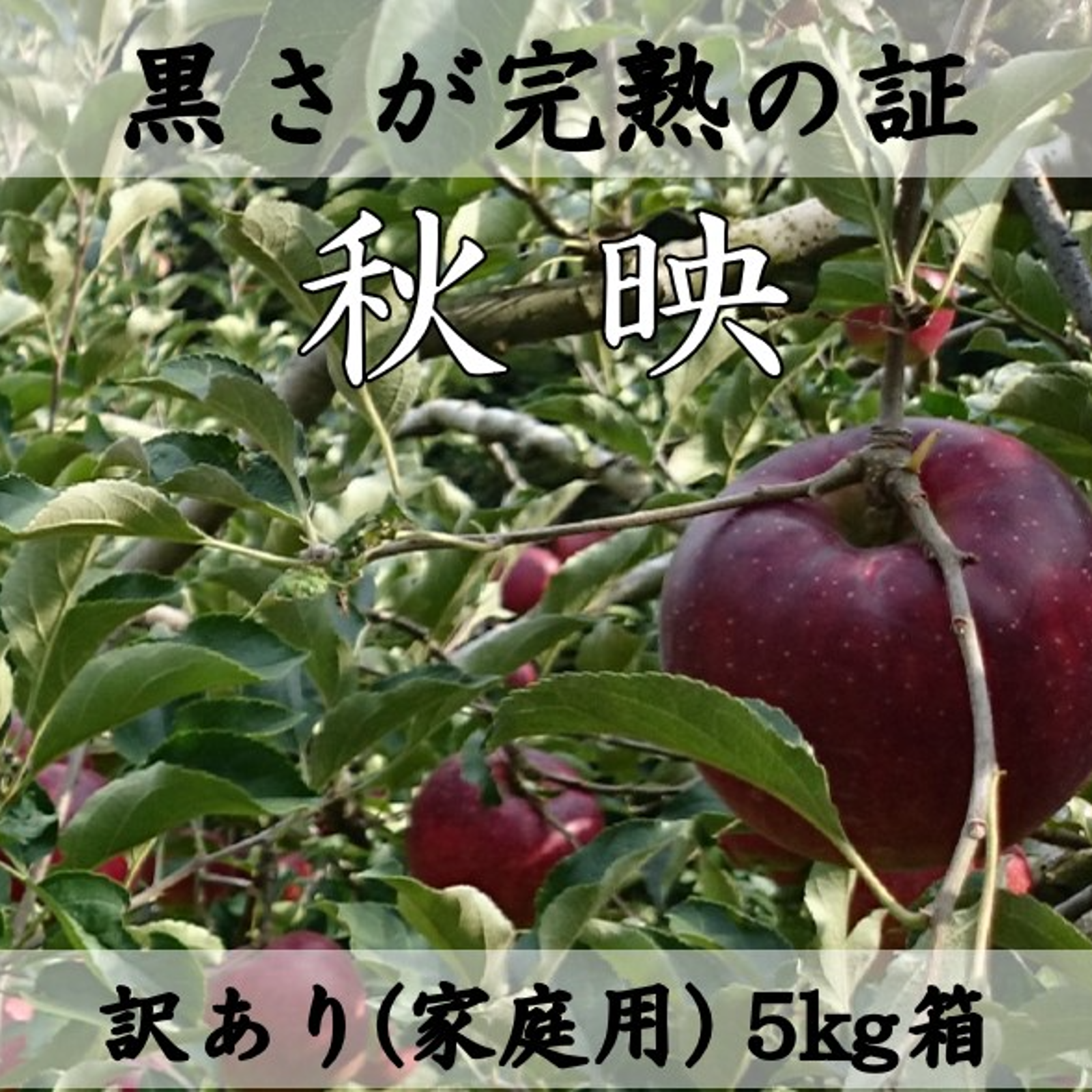 秋映 5キロ箱 (12～18玉) 家庭用(訳あり) 長野県産 りんご【10月上旬頃