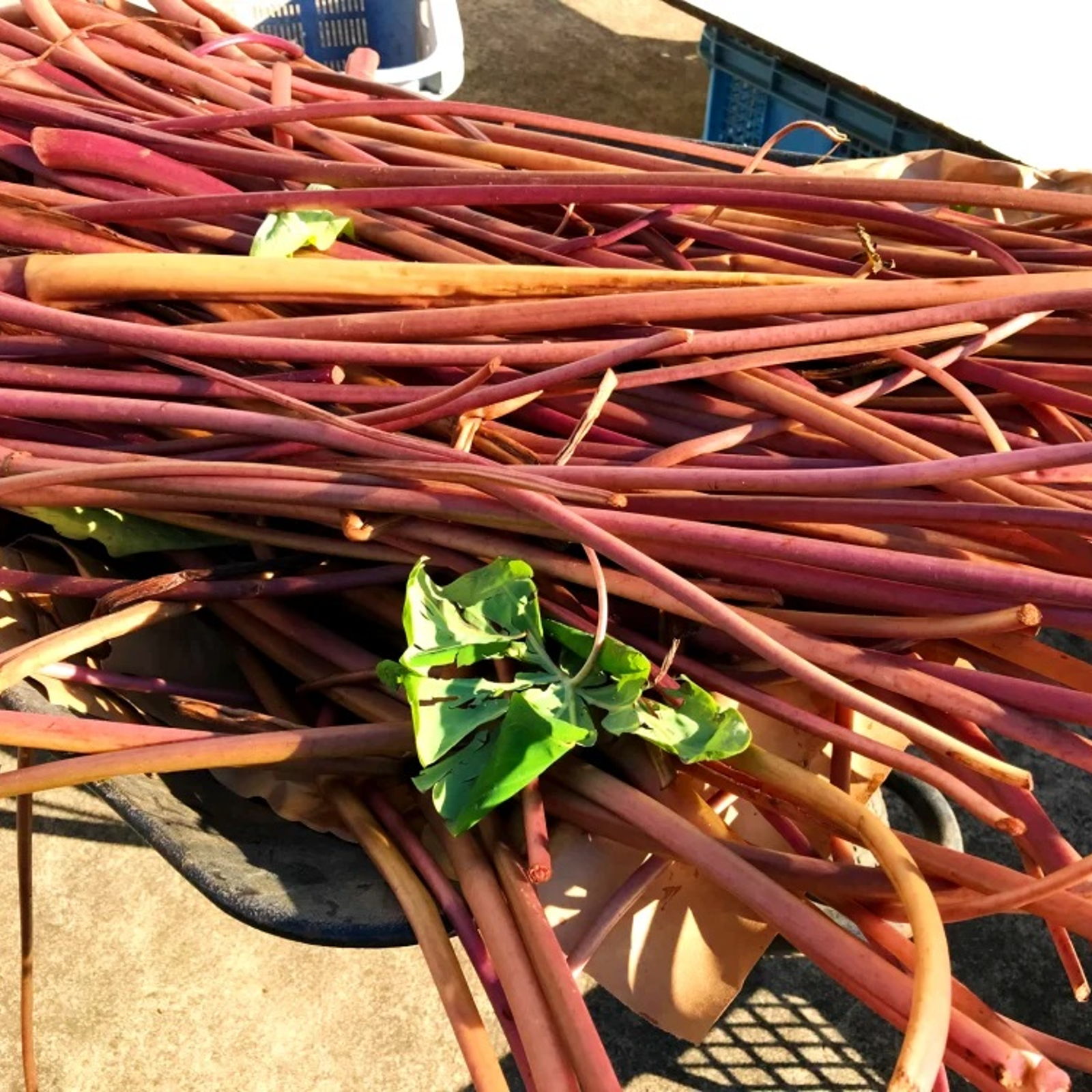 食品 GO19様専用分 ずいき(海老芋 唐の芋)ズイキ 芋茎 15kg