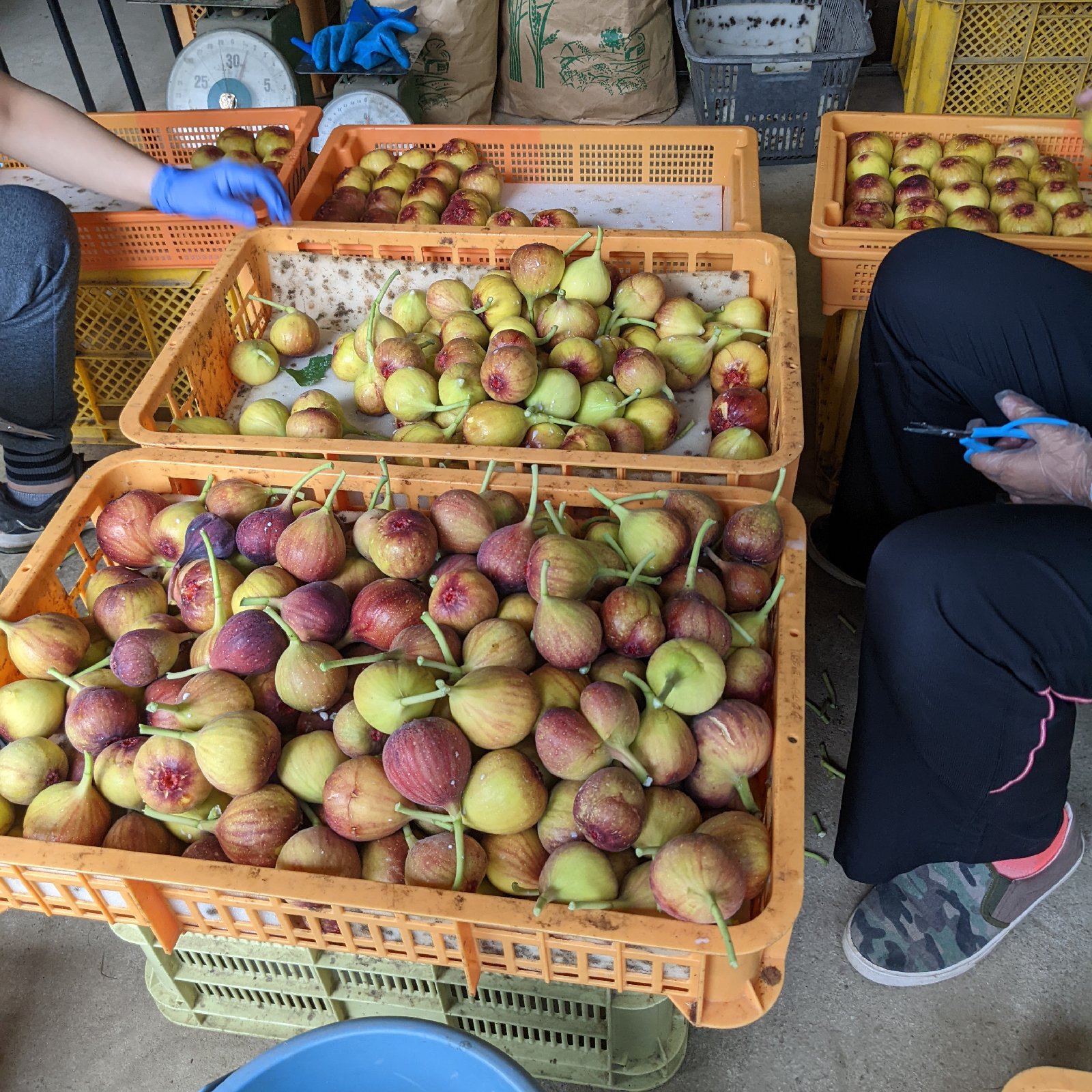 にゃんもこ 小さな自然農園 にゃんモコ（福岡県・嘉麻市）｜生産者詳細｜産直アウル