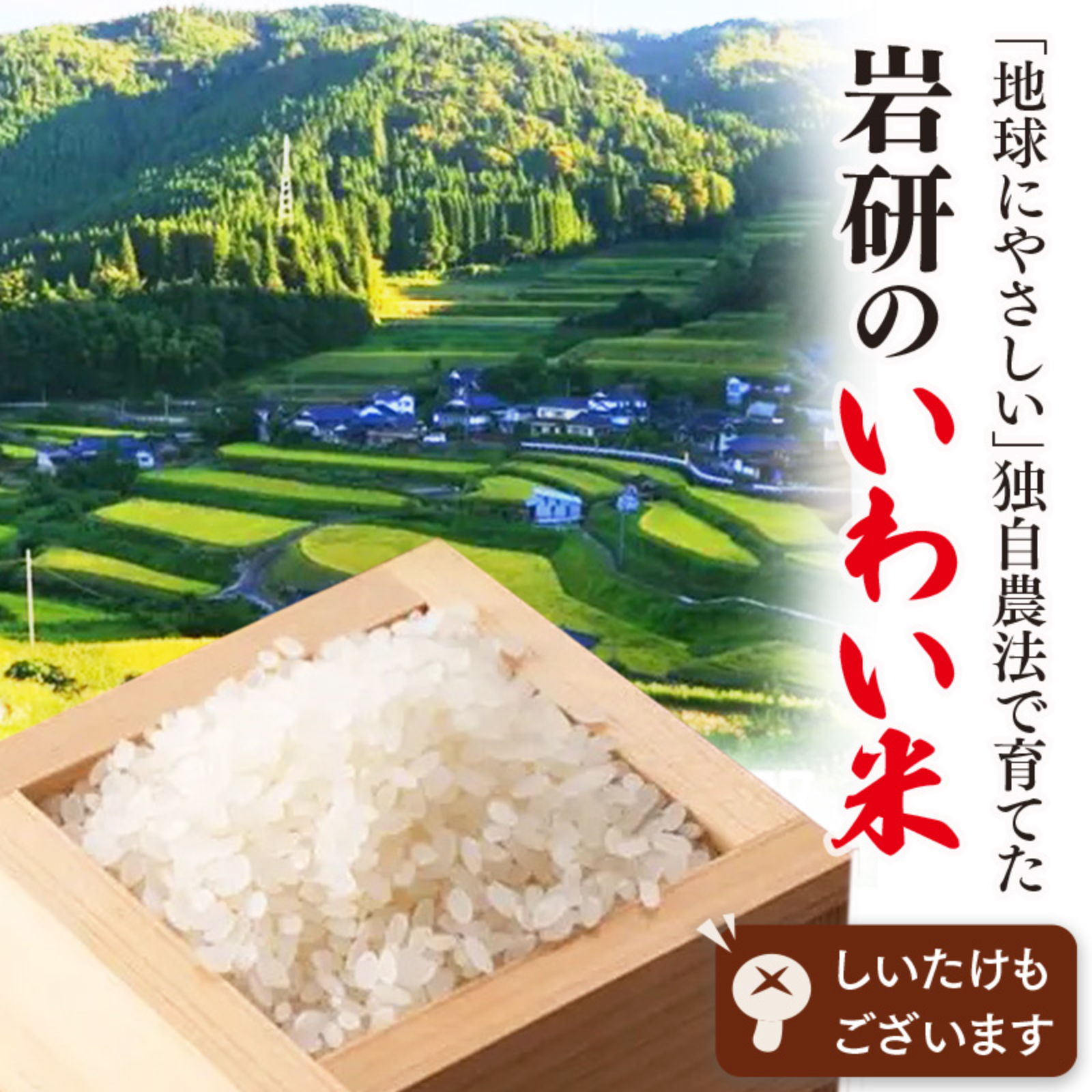 令和６年度岩手県産かけはし自然天日干し籾米15kg はぜかけ玄米5kg (天日干し・自然乾燥) 石川ファーム自然栽培米/無農薬