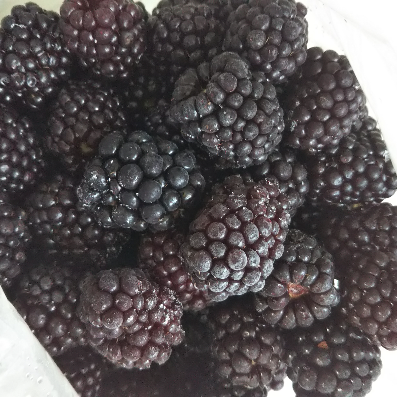 BOSのブラックベリー:500g ｜ 果物/ベリー類 産直アウル 農家・漁師