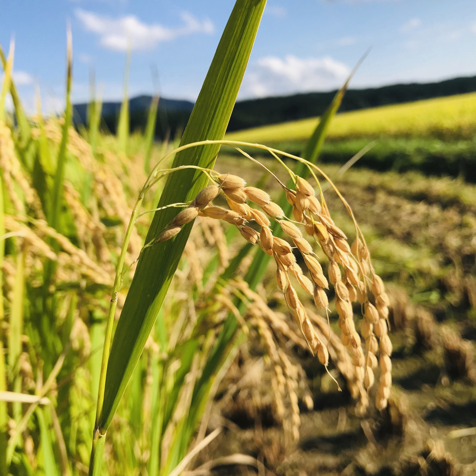 新米 玄米 つや姫25kg 令和8年産 ｜ 米・穀物/玄米 産直アウル 農家