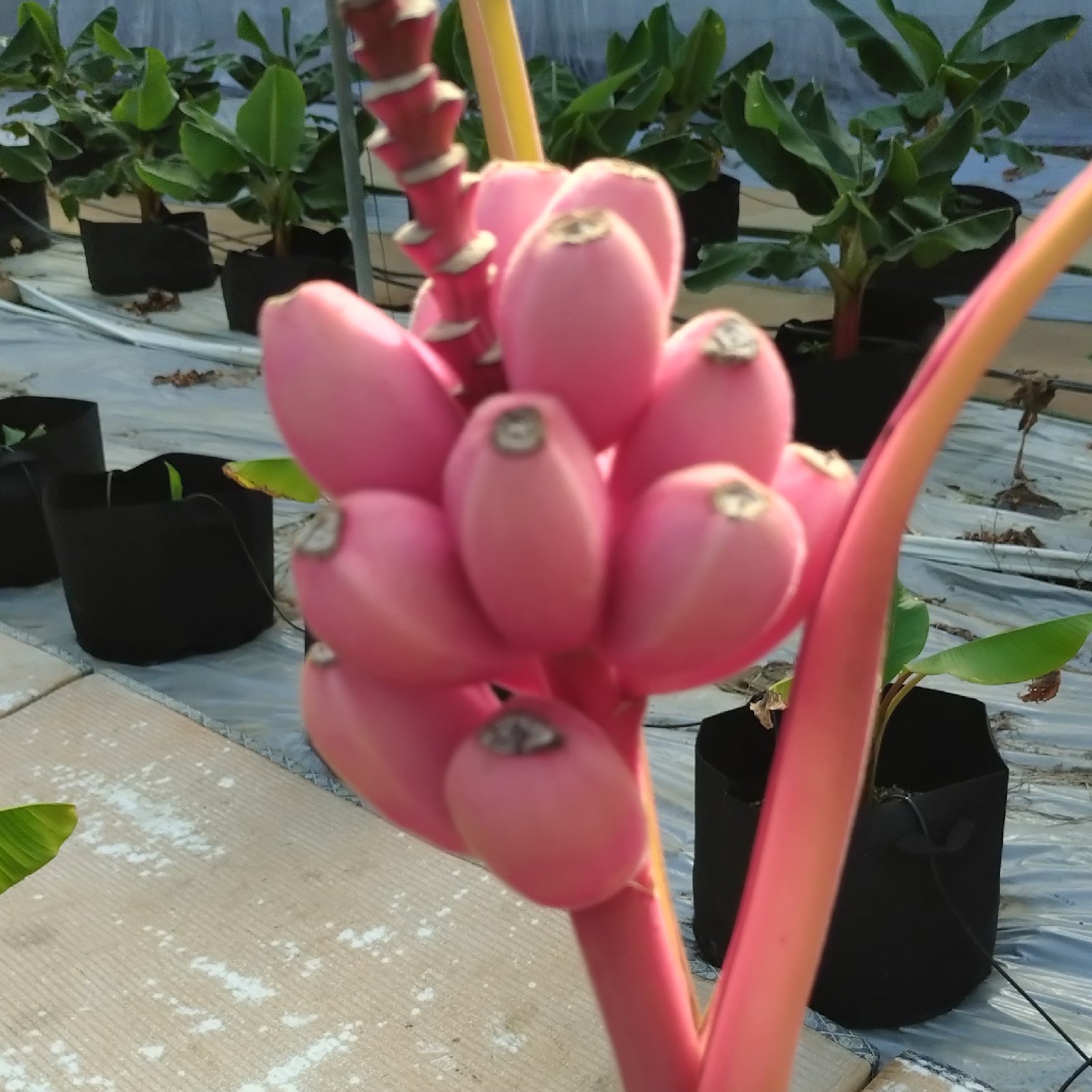 アケビバナナ(ピンクバナナ)10個 | 果物/バナナ 産直アウル 農家から