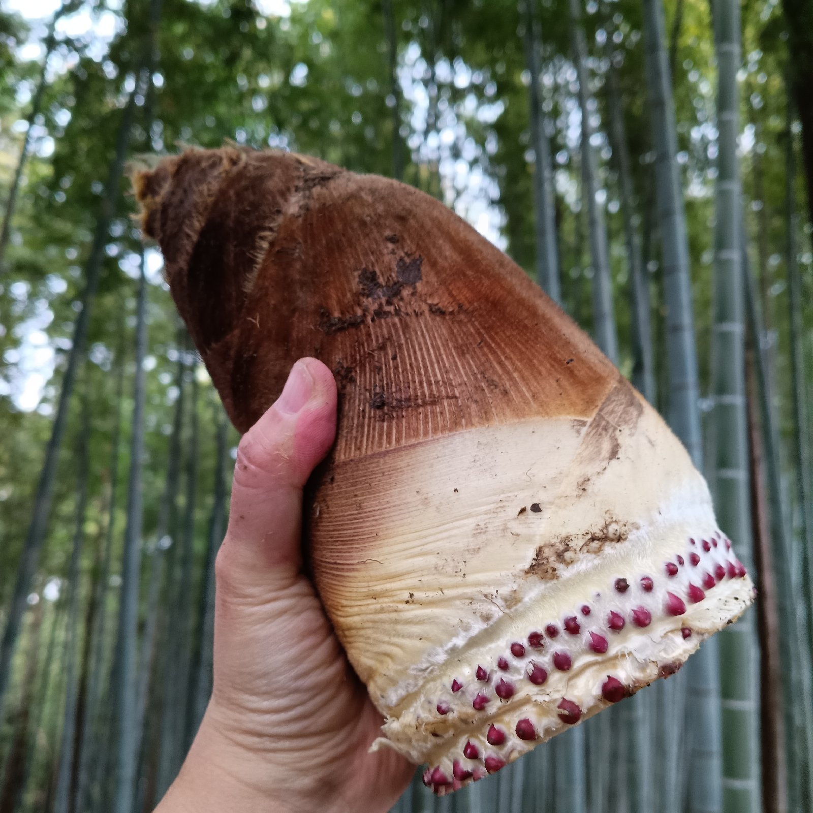 さきくませの最新投稿「\今年のタケノコの全ての販売終了の」｜産地