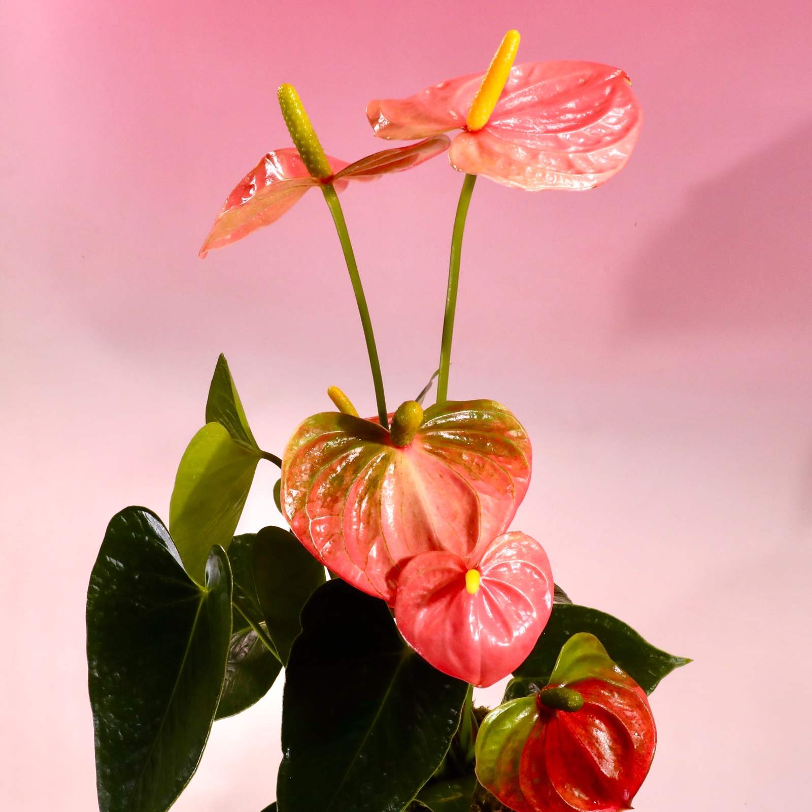 苔玉 アンスリューム(サーモンピンク) ｜ 花・植物/花・植物 産直