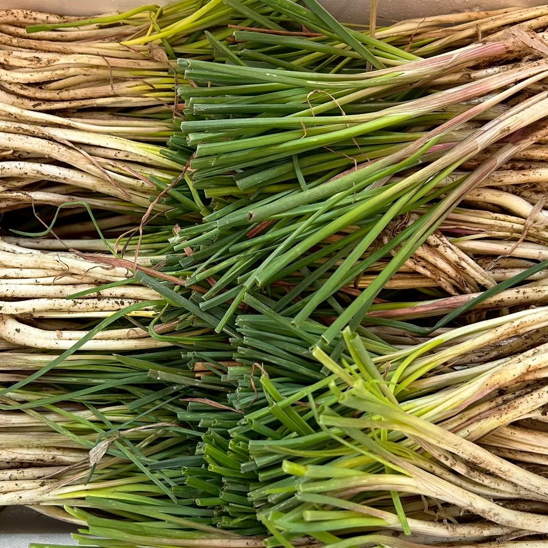 沖縄県産♪島らっきょう8㎏ 沖縄 島らっきょう 1kg ｜ 野菜/その他野菜 産直アウル 農家・漁師など
