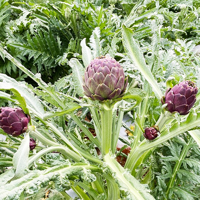 10kg 新鮮アーティチョーク