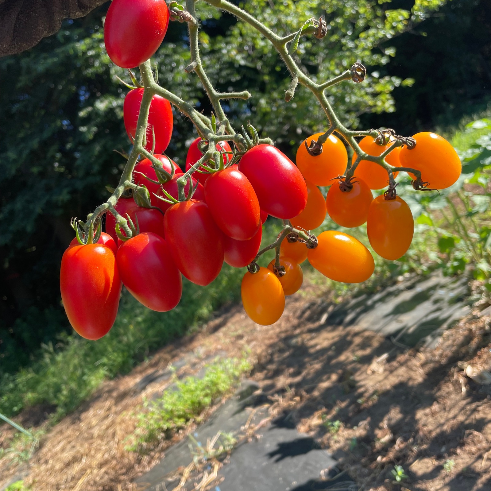 ミニトマト　アイコ　1キロ　傷あり 無農薬ミニトマト アイコ（1kg）｜農猿｜北海道すぐれもんShopping!!