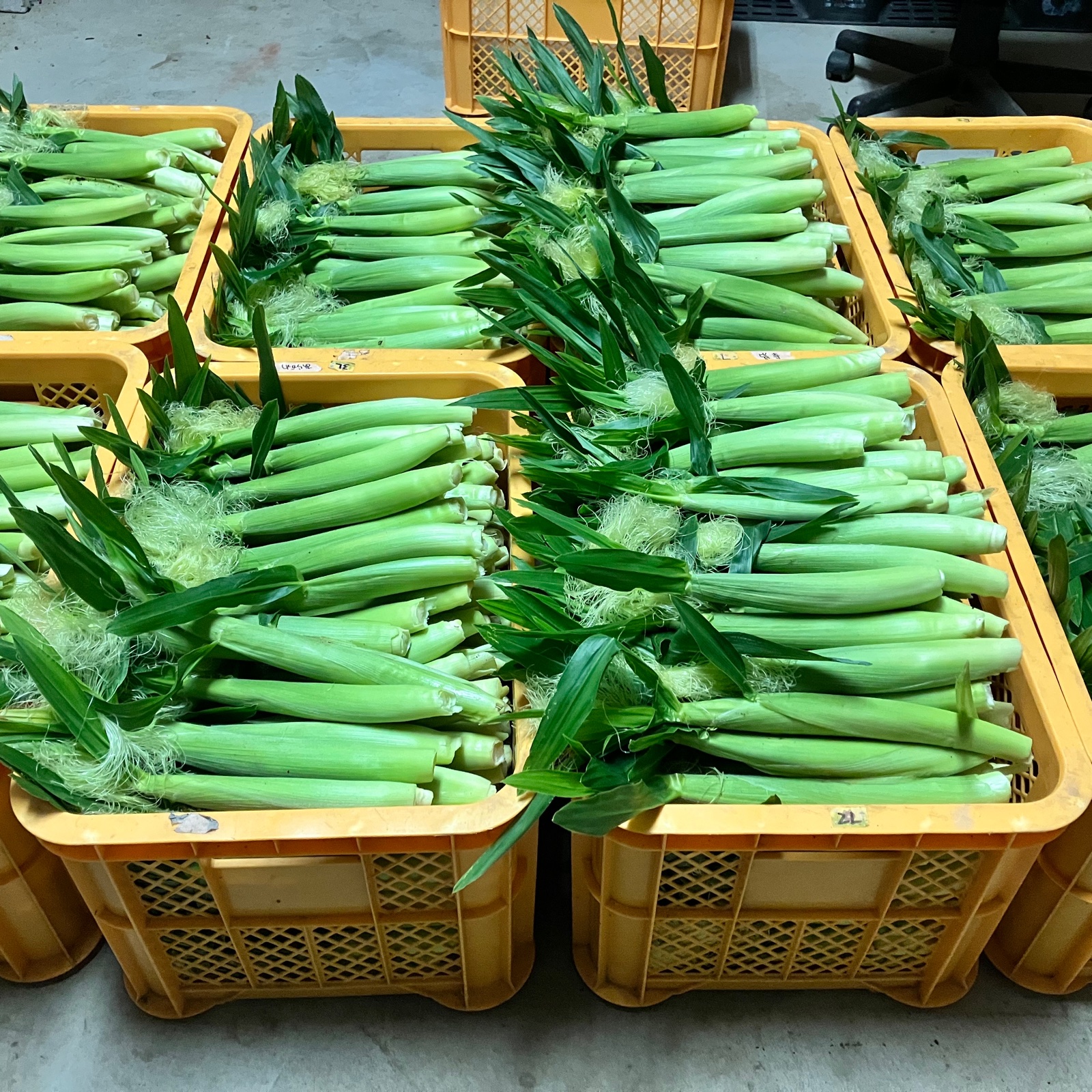 送料無料】ヤングコーン☆ベビーコーン☆新鮮採りたて☆2kg ｜ 野菜