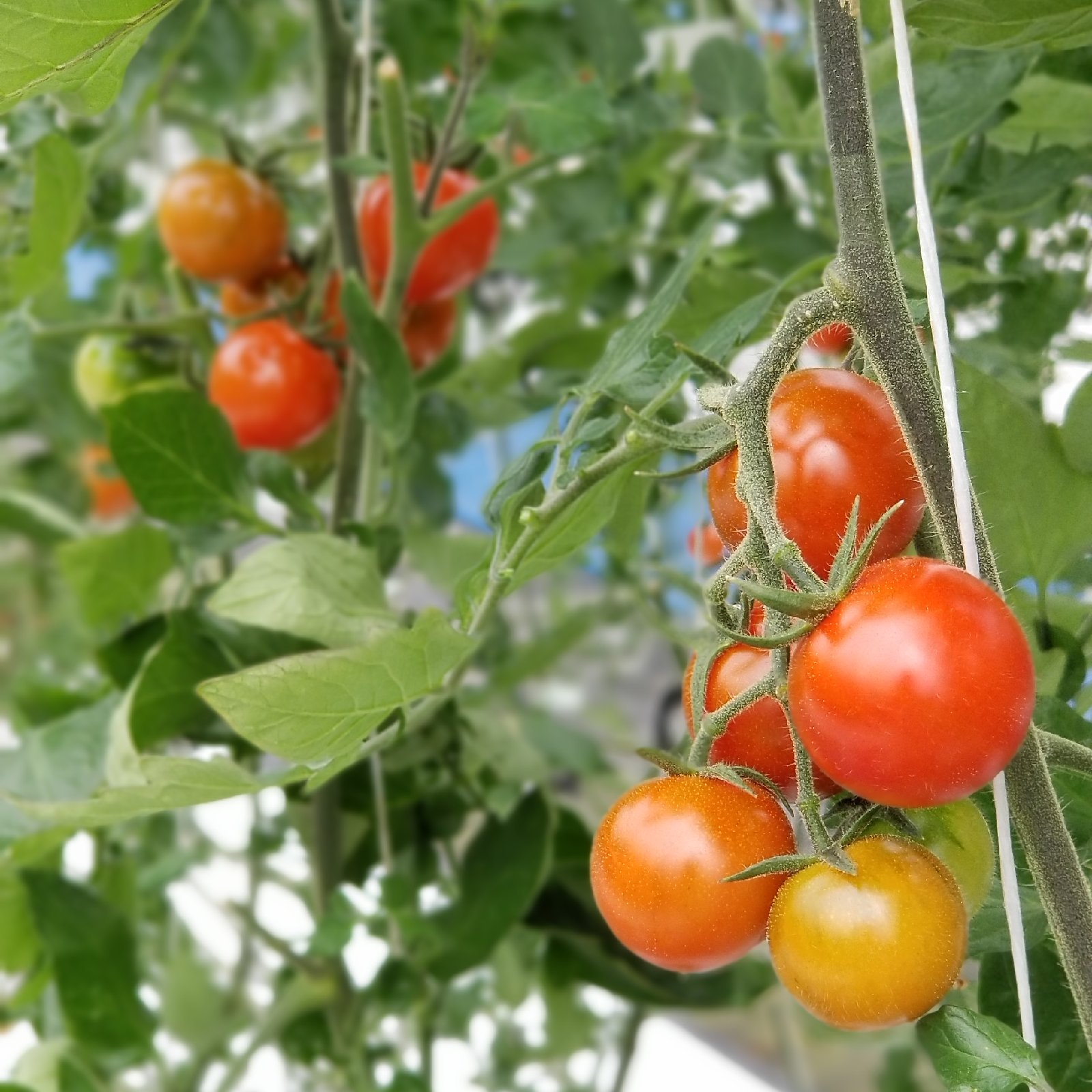 あま旨とまと【暁】3kg | 野菜/トマト 産直アウル 農家から直接野菜